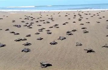 Cultural performances